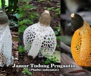 Jamur Tudung Pengantin