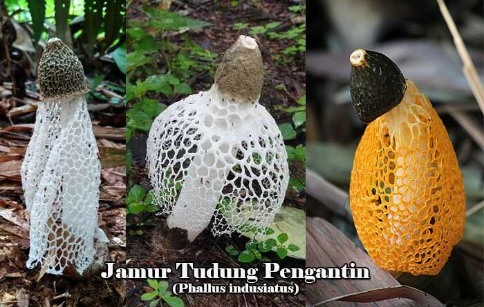 Jamur Tudung Pengantin