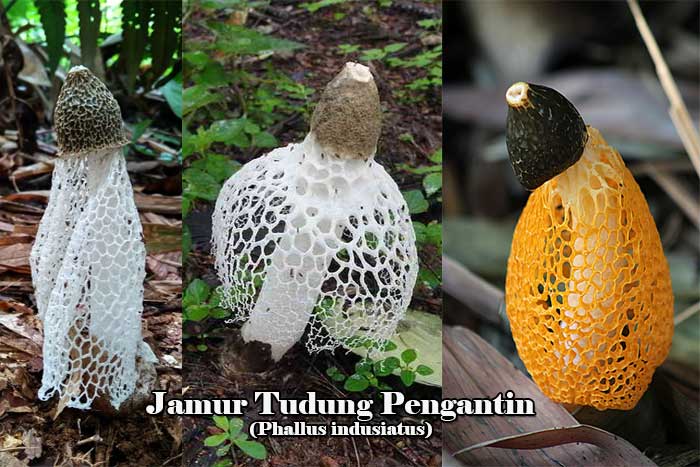 Jamur Tudung Pengantin
