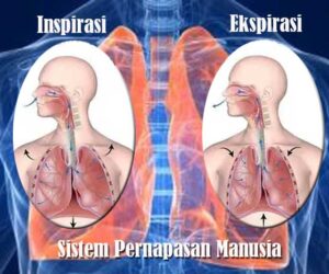 Inspirasi dan Ekspirasi Sistem Pernapasan