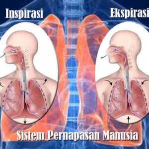 Inspirasi dan Ekspirasi Sistem Pernapasan