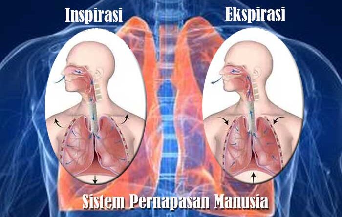 Inspirasi dan Ekspirasi Sistem Pernapasan