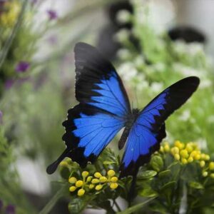 Ekologi Sebagai Bagian dari Ilmu Biologi