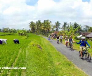 Tour Sepeda Bali