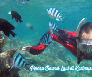 pesona bawah laut karimun jawa