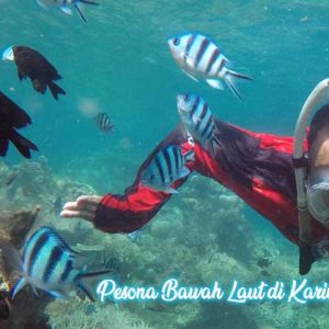 pesona bawah laut karimun jawa