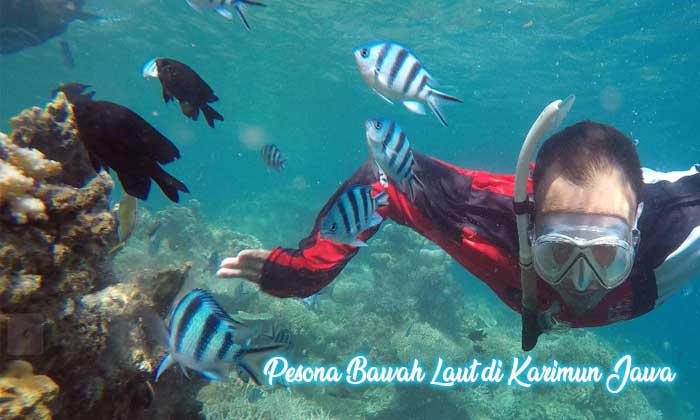 pesona bawah laut karimun jawa